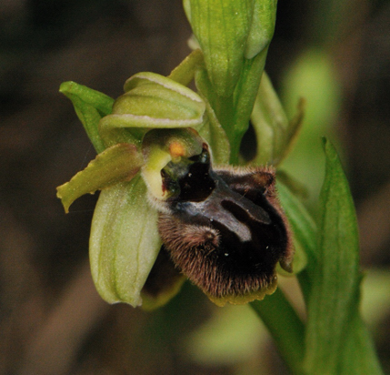 Ophrys massiliensis